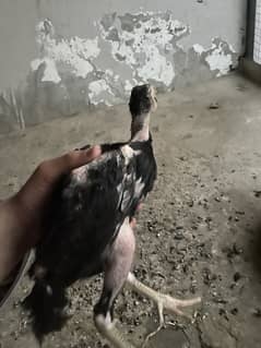 aseel chick lakha