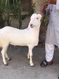 Bakra for sale