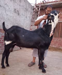Black bkra for sale