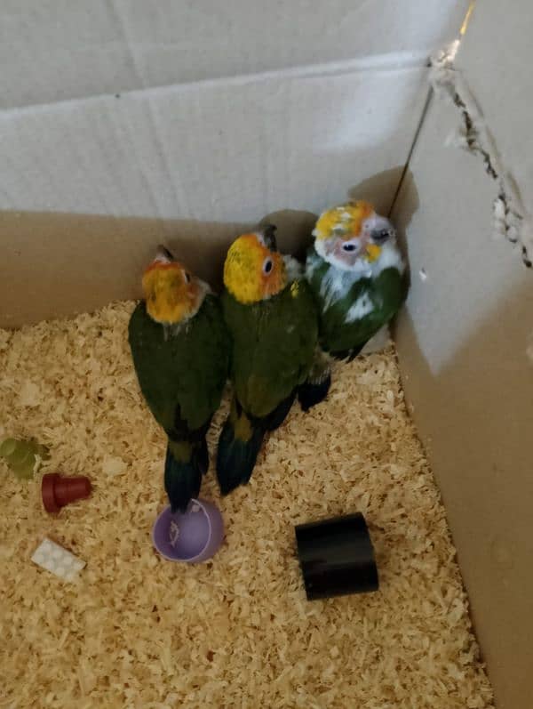 sun conoure chicks 0