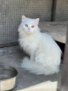 GIFT FOR CAT LOVER'S ANTIQUE