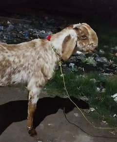 bakra