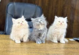 Persian kitten available now