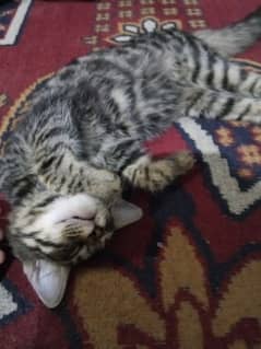 cat Persian