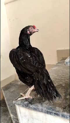 Egg Laying Lassani Aseel Madi
