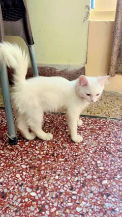 Kitten Pair For Sale