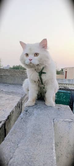 Urgent for sale