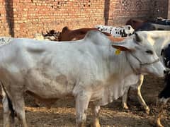 Cow