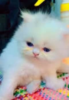 2 Persian Kittens For Sale | Triple Coat & Punch Face | Pair
