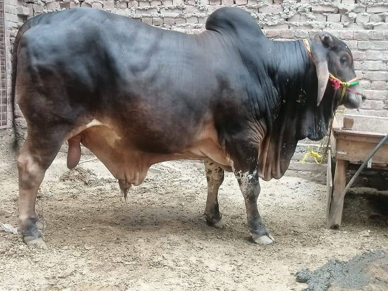 Desi Cow |  فتح جھنگي | desi cow Qurbani | Bachra for sale 5