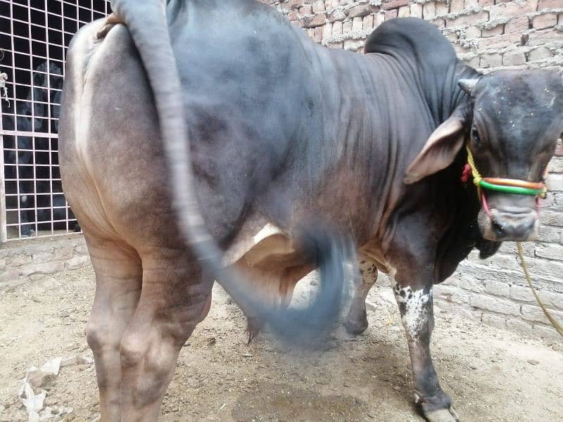 Desi Cow |  فتح جھنگي | desi cow Qurbani | Bachra for sale 6