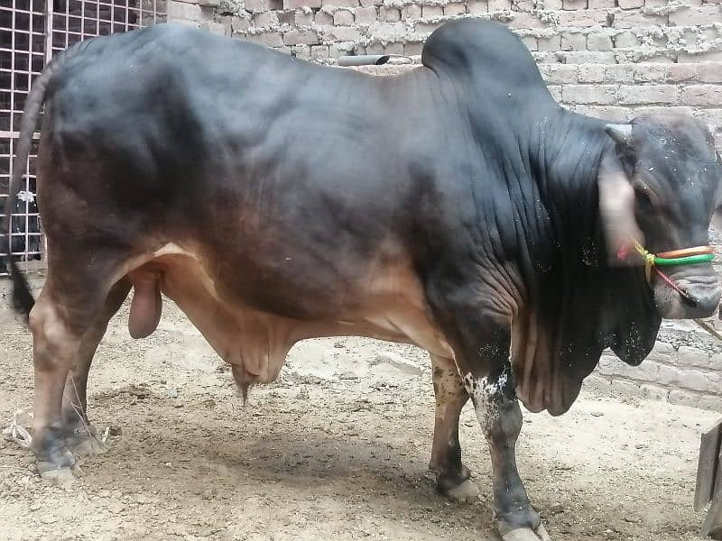 Desi Cow |  فتح جھنگي | desi cow Qurbani | Bachra for sale 7