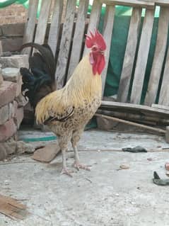 desi