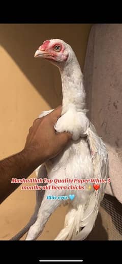 High Quality Heera patthy Available