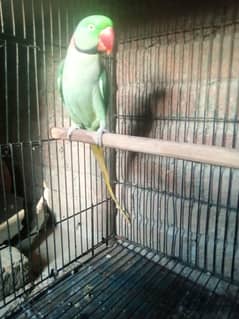 Raw parrot