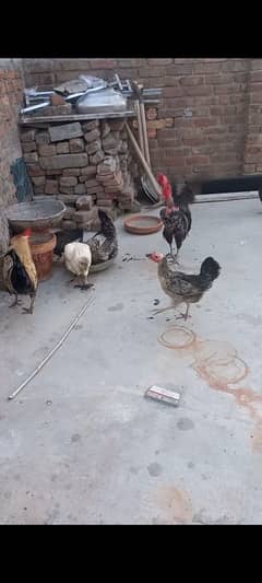 deai murgiyan for sale