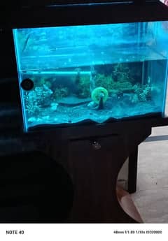 Aquarium Avalible with All accessories