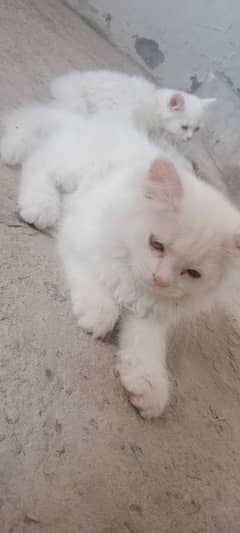 white portion female baby cat