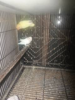 birds