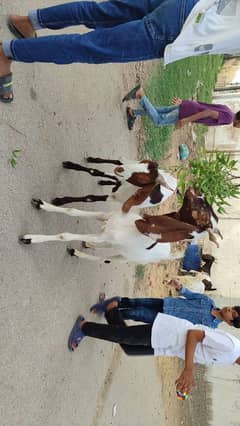 Bakray for sale