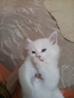 my cute kittens . . .