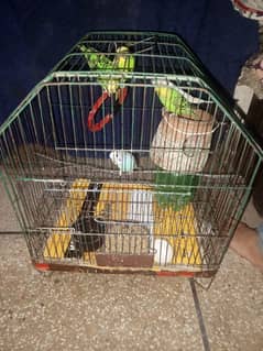 Australian Parrots with cage