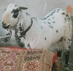 Dasi