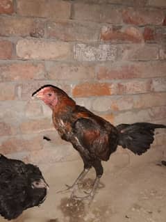 burmi