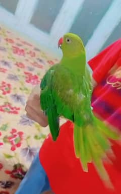 Parrot