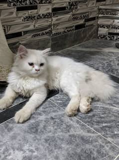 Persian cat Tripple coat.  03105676359