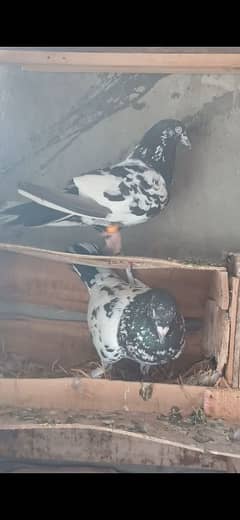 kabotar for sale