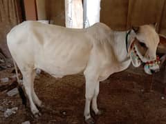 qurbani cow for sale 2 daant bachra sibbi cross