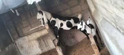 Betal Cross Bakri