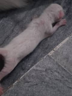 cat