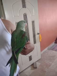 kashmiri raw parrot