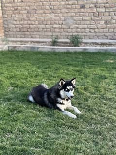 siberian husky