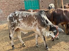 cattle