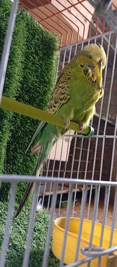 Eixhition male jombo siza good healthy