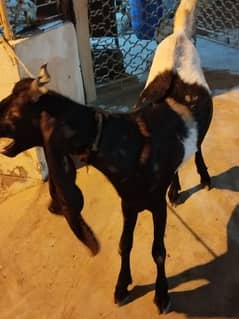 goats for sale for qurbani 2025
