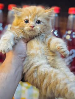 Persian kitten ginger colour