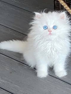 pure Persian kittens available in reasonable price