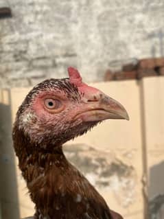 Aoa Aseel murgian for sale