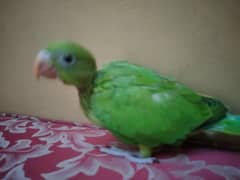 ring neck baby ( 3 months)