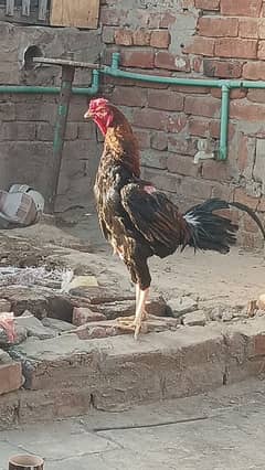 aseel morga