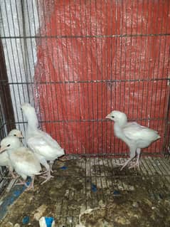 Heera Aseel   (Blue eye )     (Per Piece)