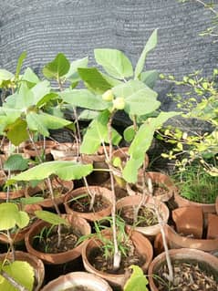 Anjeer plant jis ki Allah pak na qasaam Uthai han