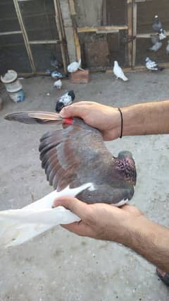 laal band chap