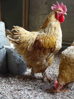 Golden Heavy Buff Chicks
