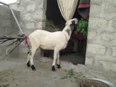 sheep