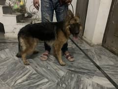 6mnth 20 days female whatsapp 03494646014